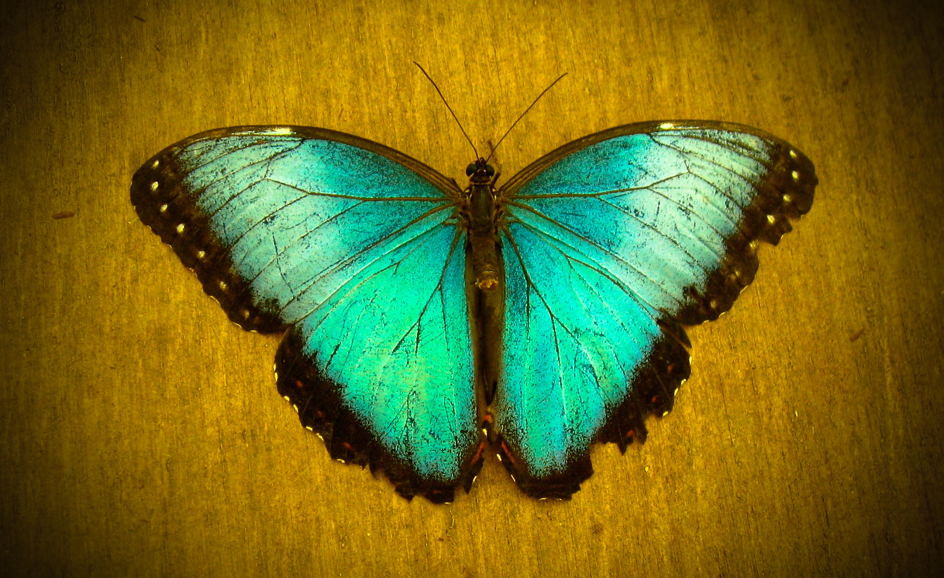 Motyl Blue Morpho