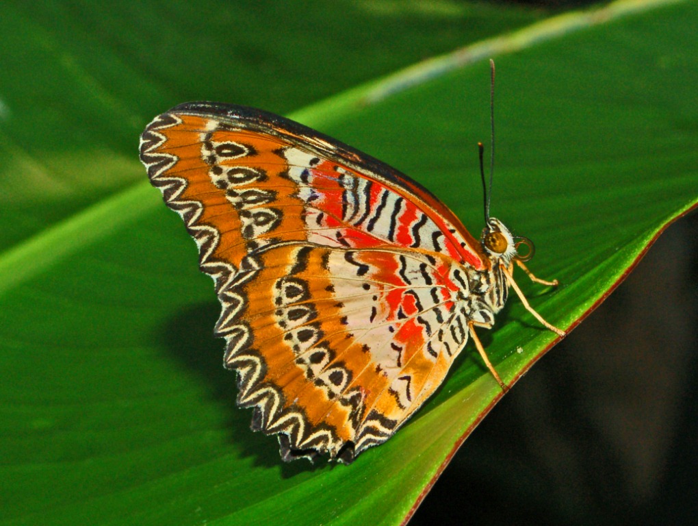 Motyl Cethosia biblis