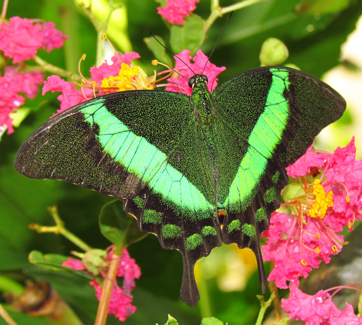 Motyl Papilio palinurus